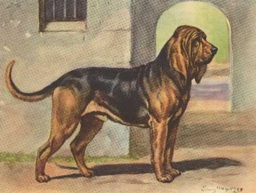  bloodhound
